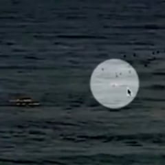 Un tiburón blanco mata a un surfista en una de las playas más famosas del mundo