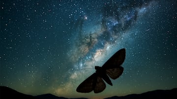 Bogong moth, starry sky - artist's impression