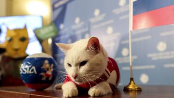 St. Petersburg (Russian Federation), 13/06/2020.- The Hermitage cat Achilles after predicting Russia as the winner of the opening game of the 2018 FIFA World Cup between Russia and Saudi Arabia at the House of Journalists in St. Petersburg, Russia, 13 Jun
