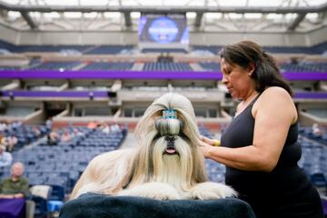 Un Lhasa Apso recibe cuidados antes de competir.