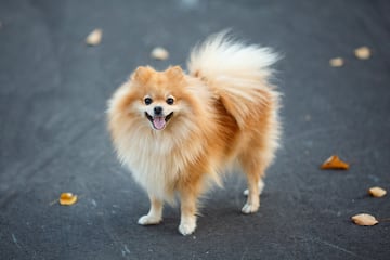 El Pomeranian es un auténtico perro “toy”, con una altura ideal de 20 a 30 cm y un peso de solo 1 a 3 kg. Los Pomeranians son fácilmente reconocibles por su lujoso y esponjoso doble pelaje y su cara de zorro con las orejas alerta y puntiagudas. Parece casi seguro que los pomeranias descienden de los perros que tiran de los trineos en el Ártico y que están emparentados también con el keeshond.