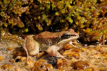 La rana pirenaica (Rana pyrenaica) es una especie de rana parda de tama?o mediano, muy esbelta; endmica y escasa en Espa?a en la provincia de Huesca, Aragn, vertiente sur del Pirineo Central y Occidental de la Pennsula Ibrica, selva de Irati en Navarra. Sus principales amenazas son el cambio climtico, que provoca la prolongacin de las sequas y el aumento de aludes. La introduccin de nuevos depredadores especialmente la introduccin de truchas para pesca deportiva. La destruccin del hbitat por la contaminacin y alteracin de los cursos de agua, la elevada frecuencia humana con la explotacin forestal que altera gravemente el hbitat de la rana.