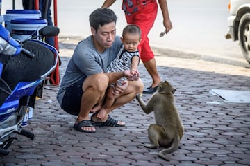 Una invasión de monos causa el caos en una ciudad de Tailandia