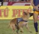 El perro futbolero que regatea y 'se roba' el show en Brasil