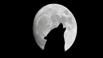 A mysterious creature captured the hearts of a small Alaskan town, leaving behind unanswered questions and a story that lingers.