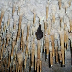 Un estudio de Nature señala cuál sería el posible origen de la COVID-19