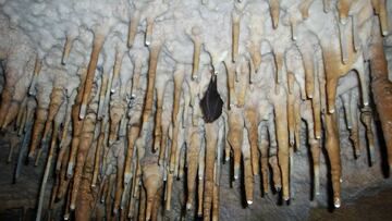 Un estudio de Nature señala cuál sería el posible origen de la COVID-19.