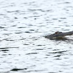 An expert’s warning with the little-known hiding place of crocodiles: “I found this in Tabasco”