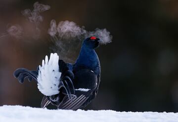 Categoría: Mejor retrato. GANADOR DEL PREMIO DE BRONCE.
Durante varias semanas al año, el urogallo negro se reúne en las mañanas de primavera para el cortejo y la exhibición.
Vuelan antes del amanecer y aterrizan en los árboles. En la imagen podemos ver el aliento caliente de un luchador solitario humeando en el aire frío.