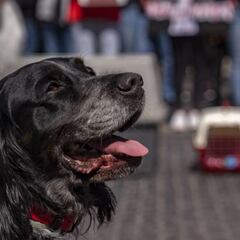 Marcha contra el maltrato animal en CDMX: ¿cuándo es, a qué hora y quiénes participan?