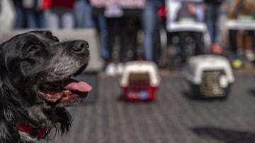 Marcha contra el maltrato animal en CDMX: ¿cuándo es, a qué hora y quiénes participan?