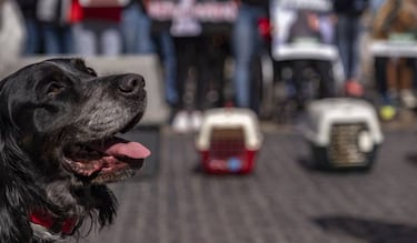 Adiós al maltrato animal: Gobierno de CDMX crea una agencia de investigación y rescate de las víctimas 