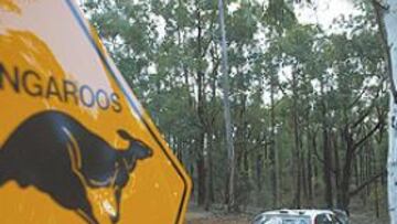 <b>RIESGO. </b>Como muestra esta imagen de archivo, los árboles están muy cerca de los tramos en Australia.