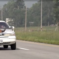 Un hombre conduce con un toro de copiloto