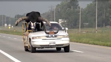 A view shows a bull riding in the passenger seat of a vehicle on a highway, in Norfolk, Nebraska, U.S., August 30, 2023, in this screen grab taken from a video.  News Channel Nebraska/Handout via REUTERS ATTENTION EDITORS - THIS IMAGE WAS PROVIDED BY A THIRD PARTY.MANDATORY CREDIT.