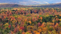 Find out what color the leaves will be in your state this fall with these maps