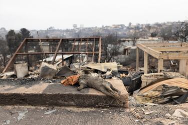 El cuerpo de un animal muerto se encuentra entre los restos de una casa quemada. 