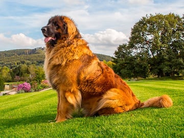 El perro ideal para grandes caminatas.