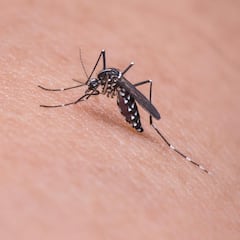 Los productos que no funcionan para luchar contra las picaduras de los mosquitos