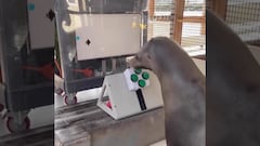 Foca se hace viral por aprender a jugar videojuegos