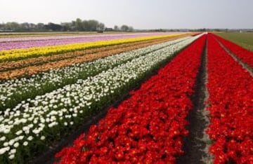 A partir de mediados de marzo y hasta el mes de mayo, florecen los tulipanes a lo largo y ancho del país. La mayor parte de los hermosos campos de tulipanes se encuentra en terrenos pantanosos de Noordoostpolder, en la provincia de Flevoland. Su forma, simétrica y lisa, los convierten en uno de sus símbolos por excelencia.