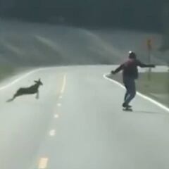 Un ciervo choca contra un patinador que bajaba a toda velocidad por la carretera