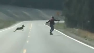 Un peque&ntilde;o ciervo se dirije contra un longboarder en una carretera. 