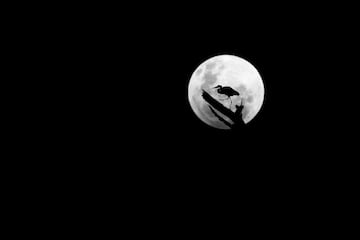 Categoría: Blanco y negro. GANADOR DEL PREMIO DE PLATA.
Aquí vemos una garza real que busca un lugar para descansar en la copa de un árbol muerto, iluminado por la luna llena, se logró capturar el momento justo antes de que la garza se alejara volando. 