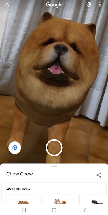 Hacerse una foto con una cebra o un perrito Chow Chow sin salir de casa: Google AR