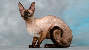 Las similitudes de los gatos Cornish Rex con Beerus son muy evidentes