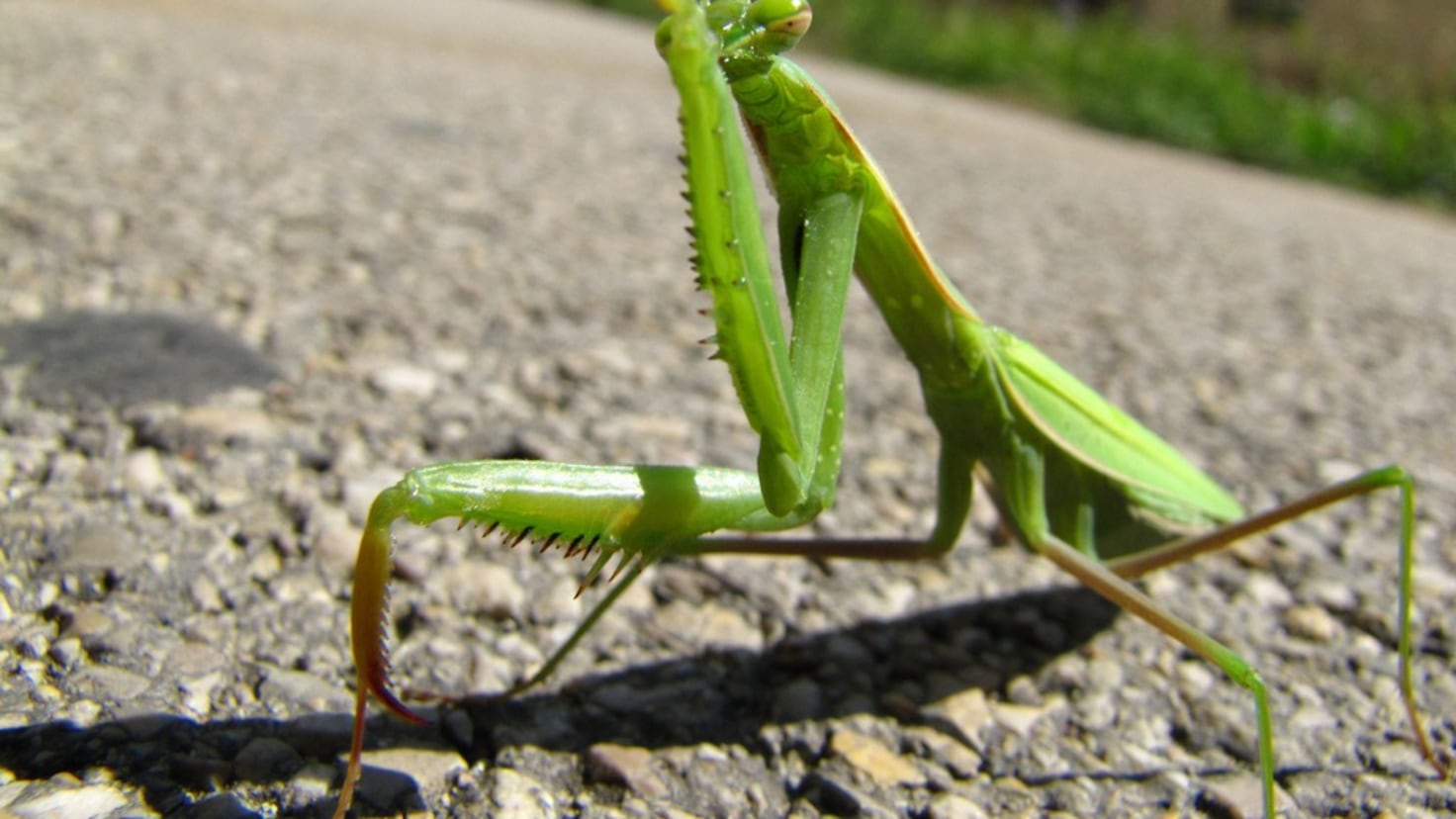 El insecto más raro del mundo, que se creía extinto - AS.com