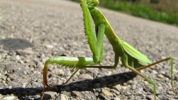 El insecto más raro del mundo, que se creía extinto