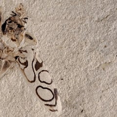 Un escarabajo de hace 49 millones de años se mantiene intacto