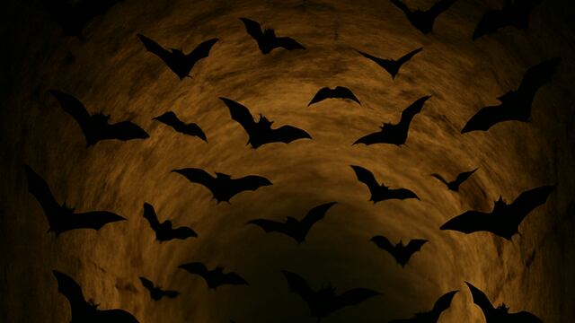 Beneath the rolling vineyards of western Poland lies an abandoned Nazi megastructure, now home to tens of thousands of bats.