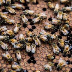 Un componente del veneno de las abejas se muestra eficaz contra el cáncer de mama