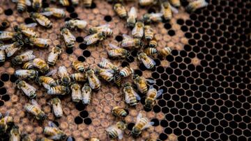 Un salvaje ataque de abejas en Encino, California quedó captado en video y las víctimas fueron hospitalizadas tras sufrir varias picaduras.