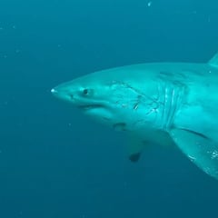 Graba el primer cara a cara de un buceador con tiburón blanco salvaje