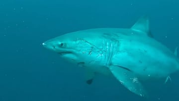 Tiburón blanco en Indonesia