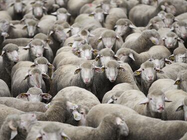 This country has more sheep than people: Synthetic fibers and falling wool prices could change that