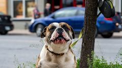 La multa que te pondrán si atas a tu perro frente al supermercado