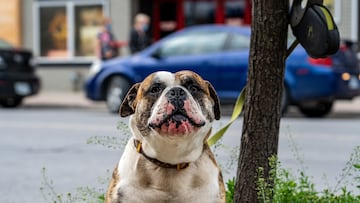 La multa que te pondrán si atas a tu perro frente al supermercado