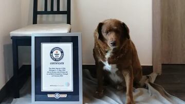 Muere Bobi, el perro m¨¢s viejo del mundo