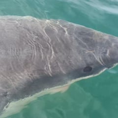 Avistado un tiburón blanco de cinco metros en A Coruña