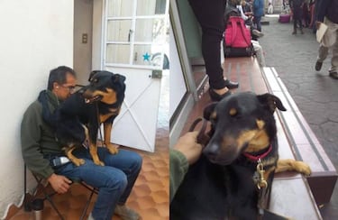 La conmovedora historia de ‘El Borras’ el perro que aparece en película ‘Roma’