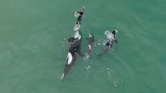 video orcas jugando nadadora nueva zelanda