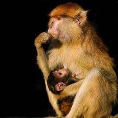 Día Mundial del Mono: protección a esta especie