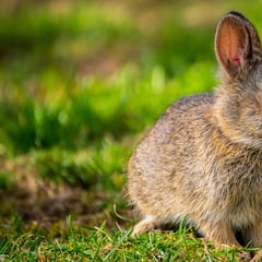 ¿Qué pasa si tengo un hámster, un conejo o una cobaya con la nueva Ley de Bienestar Animal?