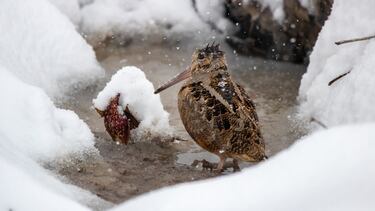 La dama protagonista de la caza menor: La becada