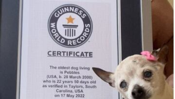 The world’s oldest dog, Pebbles, dies aged 22