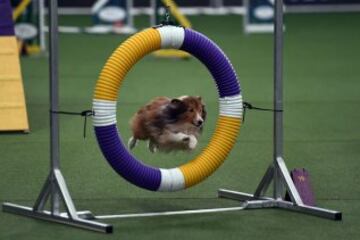 Westminster Kennel Club Masters Campeonato de Agility